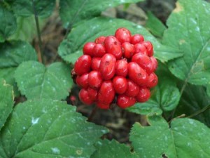 ginseng-bio-antioxydant-puissant-naturel-rouge-blanc-poudre-aphrodisiaque-libido (10) Bienfaits du ginseng