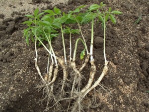 L’étonnant ginseng de Corée L’étonnant ginseng de Corée