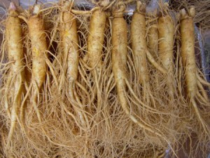 Le ginseng : une plante médicinale anti-fatigue