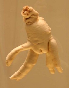 Le Ginseng, puissant stimulant sexuel et remède universel!