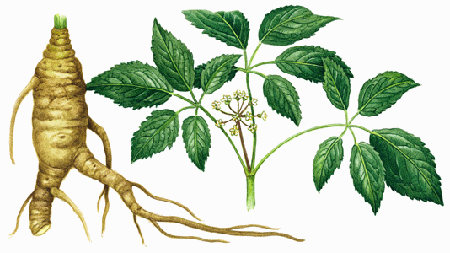 kako aphrodisiaque kako aphrodisiaque