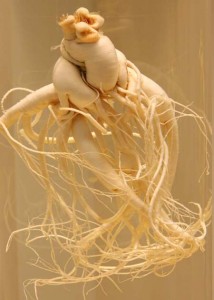ginseng-bio-antioxydant-puissant-naturel-rouge-blanc-poudre-aphrodisiaque-libido (32) Le ginseng, une plante anti-fatigue