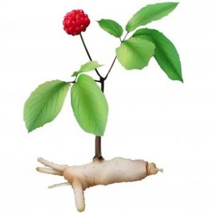 Les bienfaits du ginseng pour le cyclosport