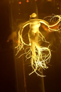GINSENG "RACINE DE VIE" & PLANTES STIMULANTES