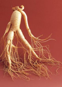 Le ginseng panax Asiatique