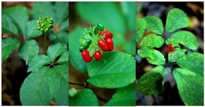 ginseng-bio-antioxydant-puissant-naturel-rouge-blanc-poudre-aphrodisiaque-libido (52) GINSENG Système immunitaire