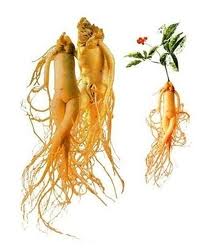 ginseng-bio-antioxydant-puissant-naturel-rouge-blanc-poudre-aphrodisiaque-libido (2) Ginseng : des vertus incroyables
