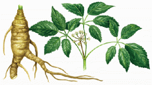 Ginseng : des vertus incroyables